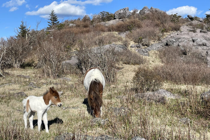 best Appalachian trail hikes