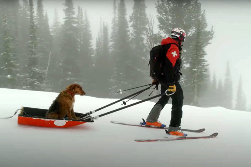 Avalanche Dogs: Meet the Canine Patrol of Jackson Hole