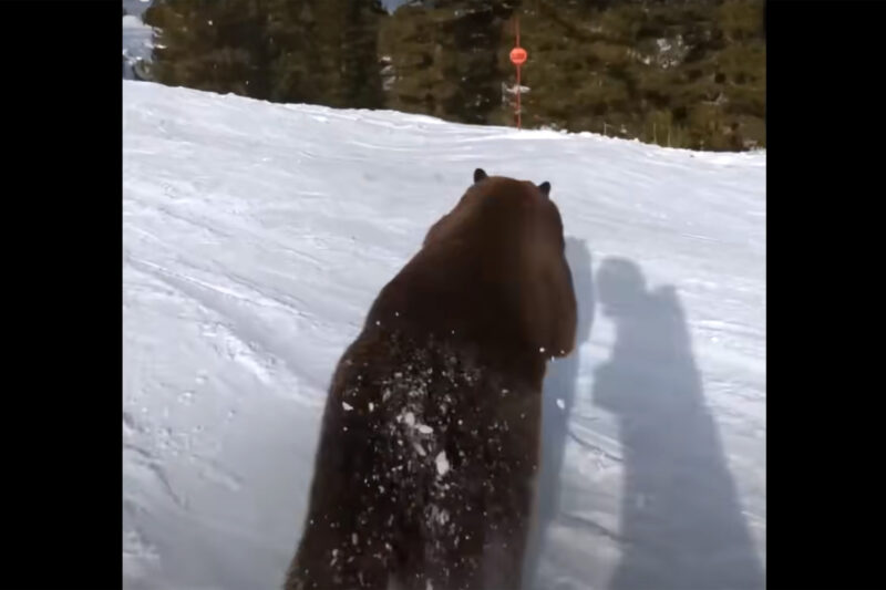 Bewildered Bear Almost Hit by Surprisingly Fast Human