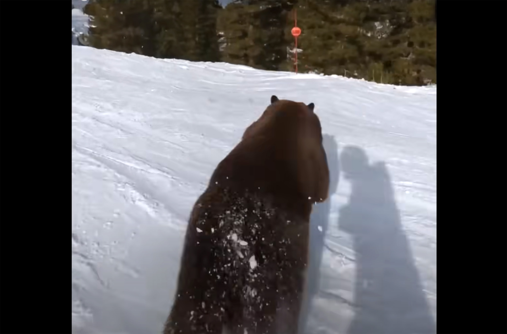 black bear skier