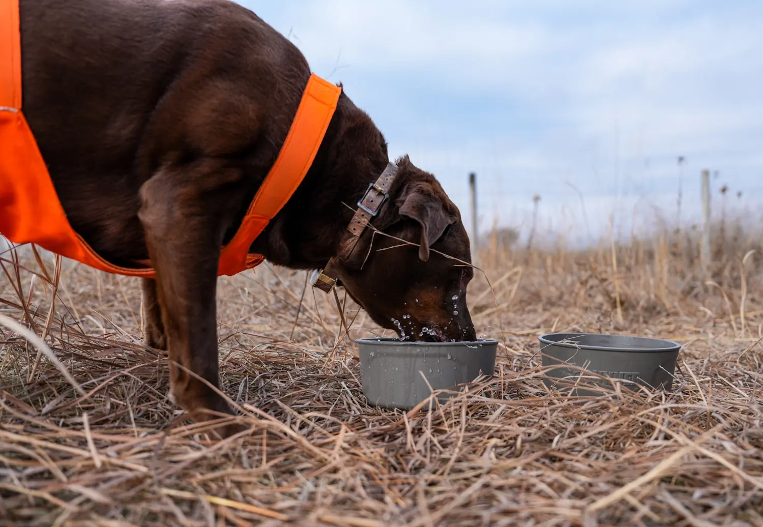 dog drinking water from gunner dog bowl
