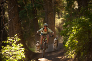 a woman ride a bike in the company of two dogs