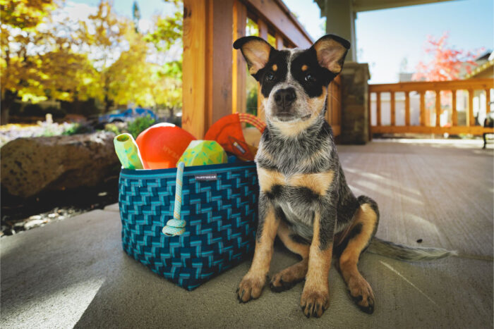 a pup and a ruffwear webbing basket 