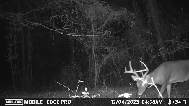 Moultrie Mobile Edge Pro Cellular Trail Camera view