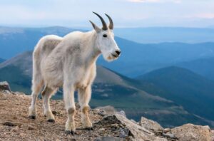 mountain goat