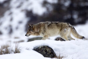Wyoming Wolves