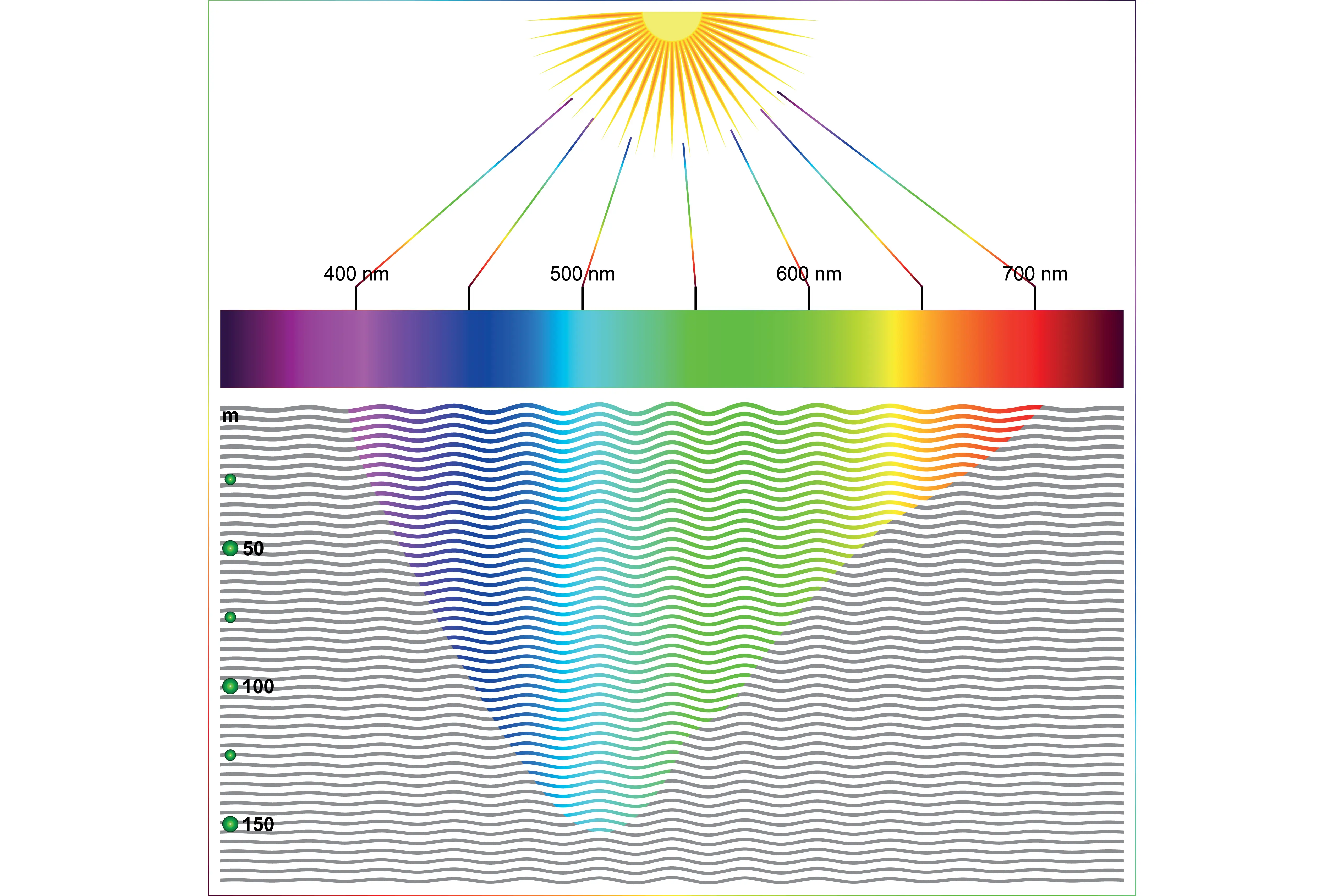 Light Absorption in Water