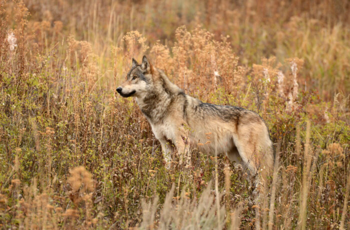 Wolf in Montana