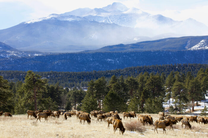 Colorado Elk