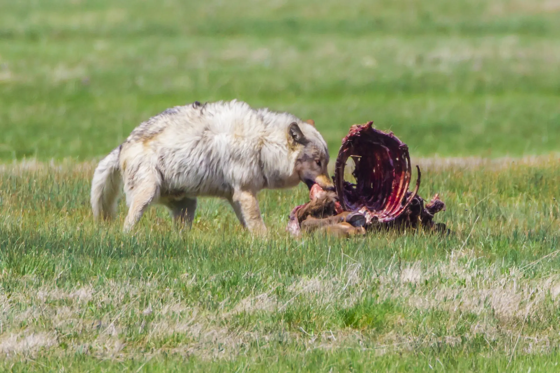A gray wolf feeding on an elk carcass