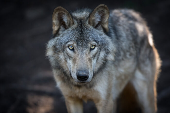 Gray Wolf