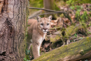 Mountain Lion