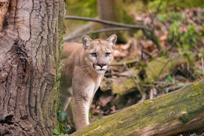 Mountain Lion