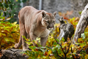 Mountain Lion