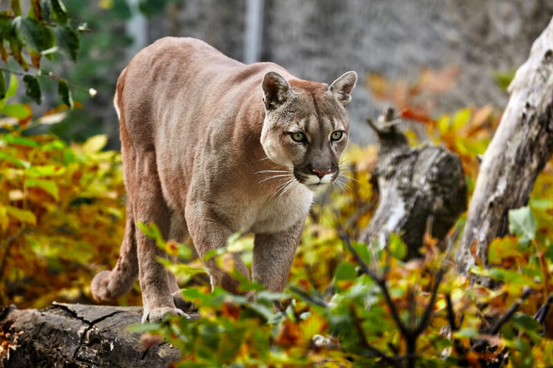 Colorado Cancels Spring Mountain Lion Hunt Ahead of Vote to Ban