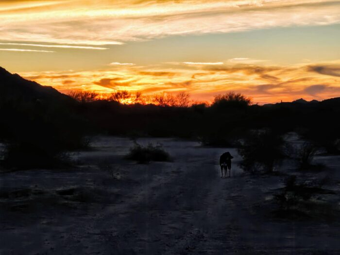 El Camino del Diablo