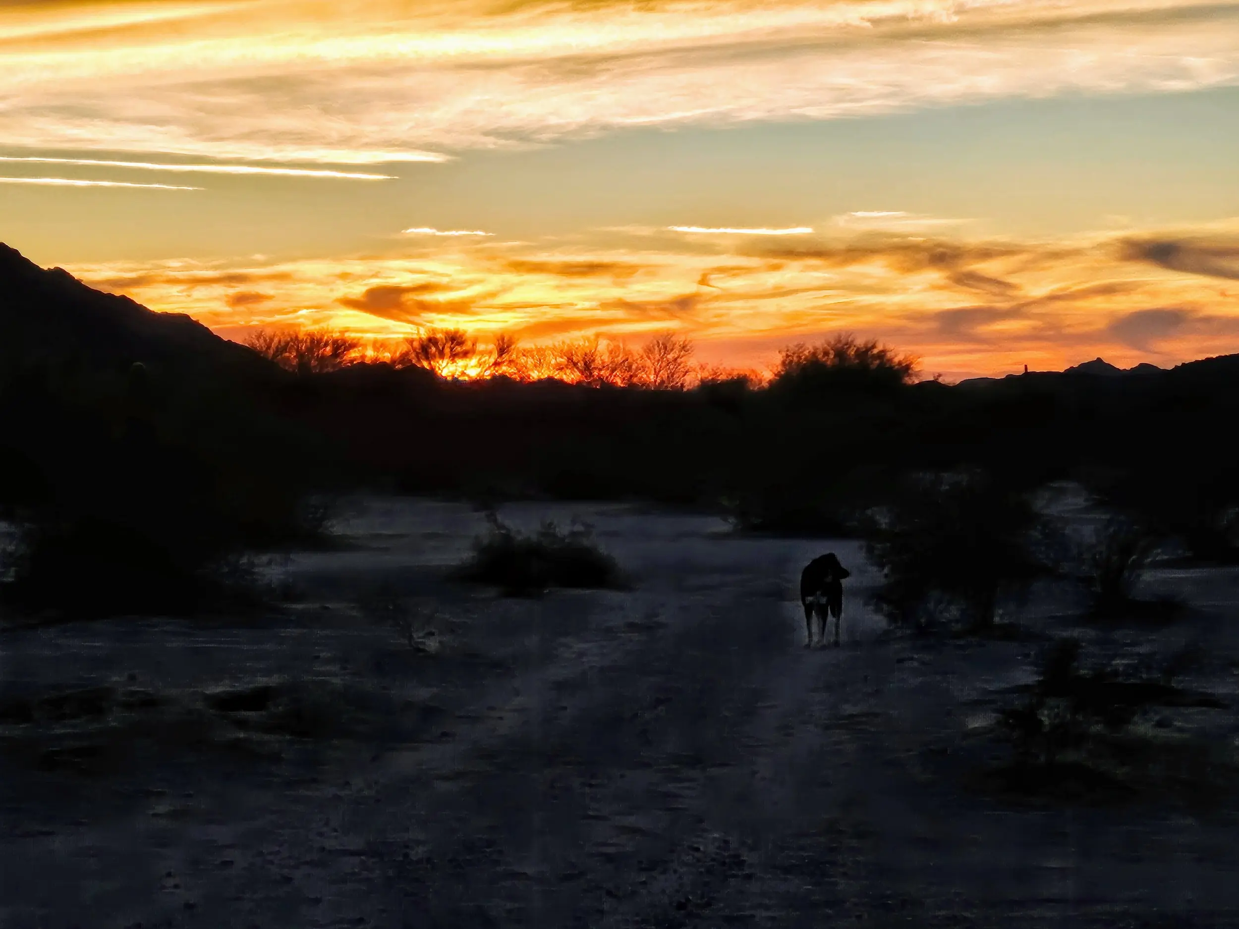 El Camino del Diablo