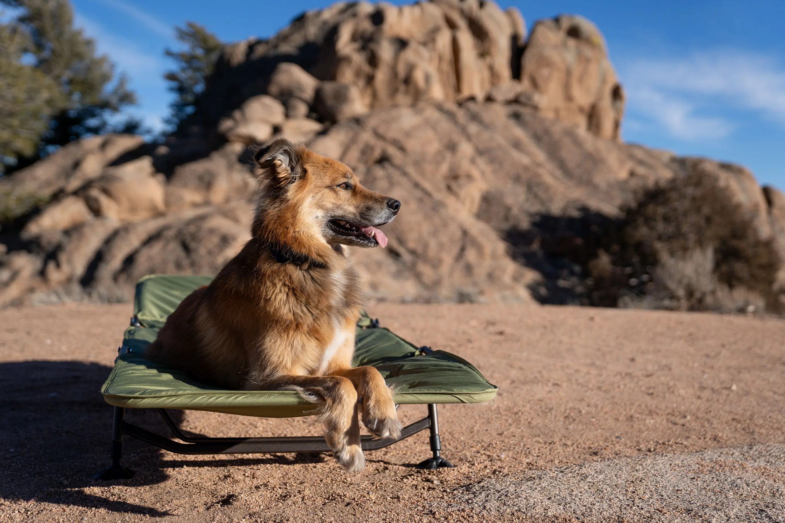 Best Camping Cots — Pup on Cot