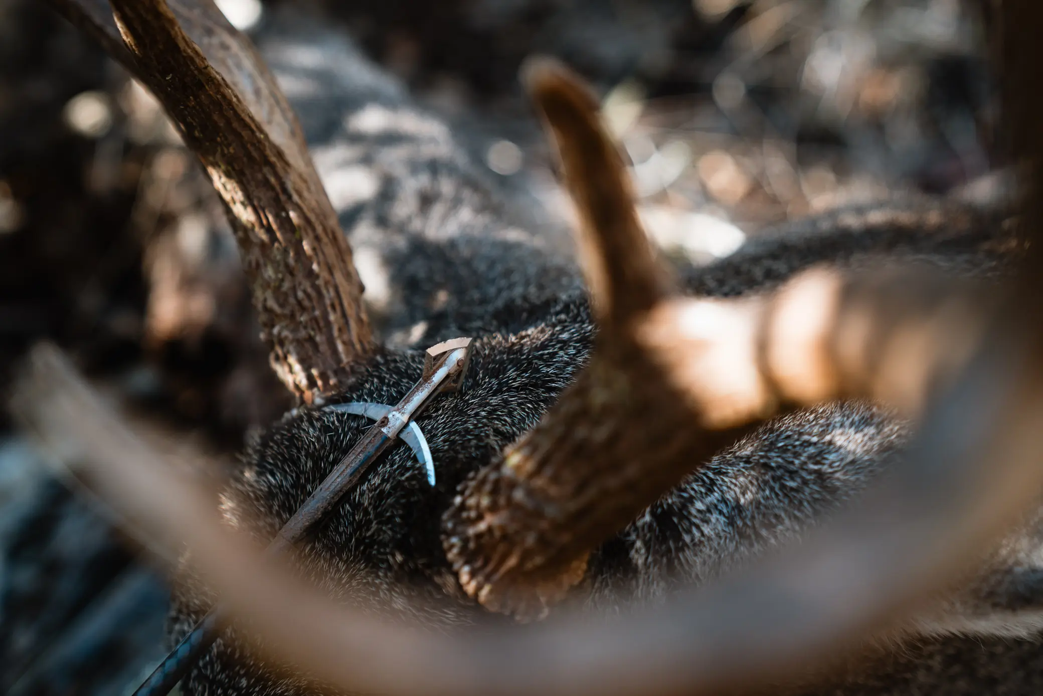 Mechanical Broadhead