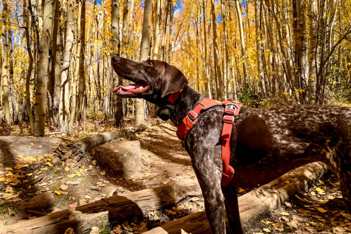 German Shorthaired Pointer wearing Front Range No Pull Harness