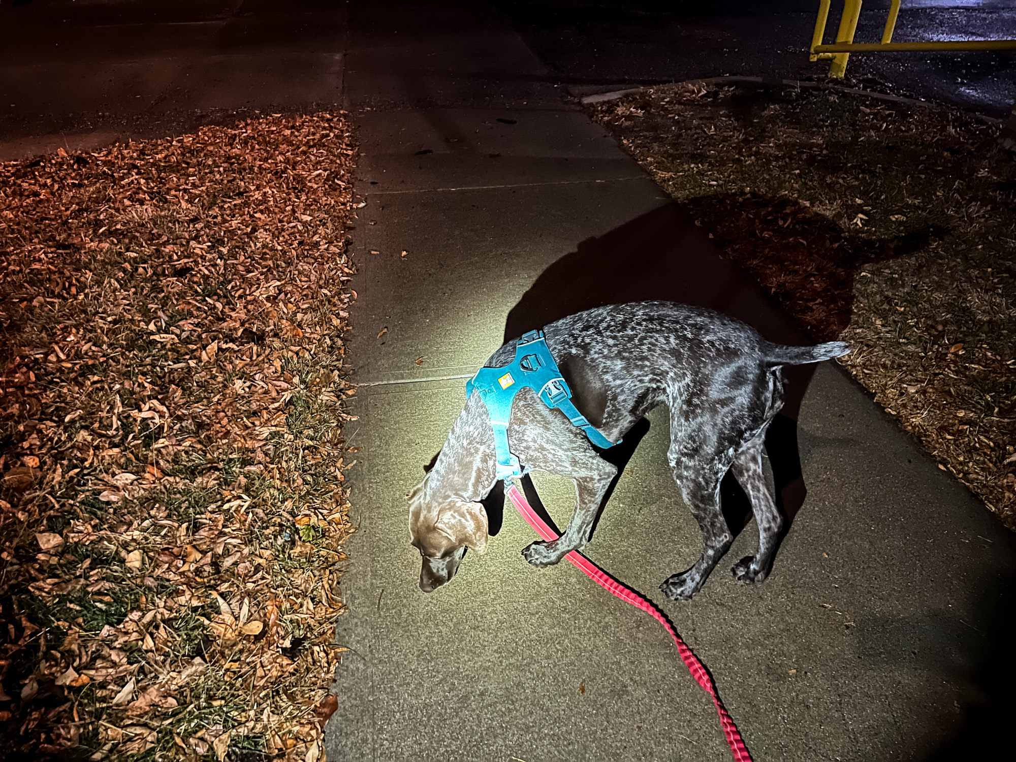 German Short Haired Pointer walking at night in a Front Range Dog Harness