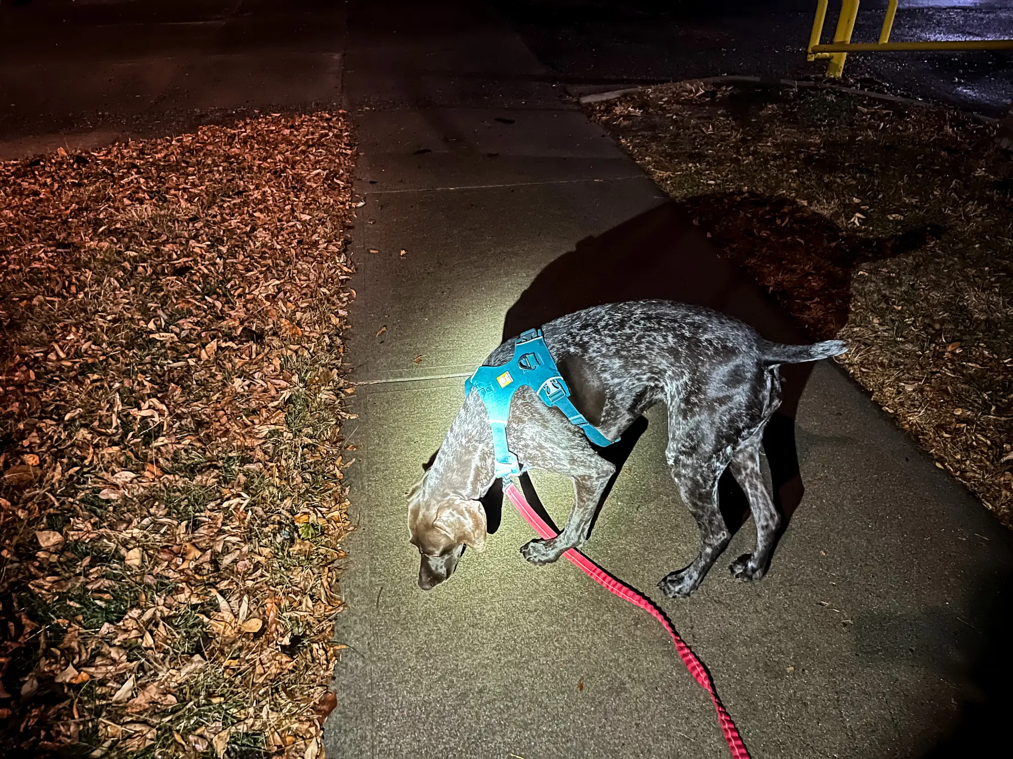 German Short Haired Pointer walking at night in a Front Range Dog Harness