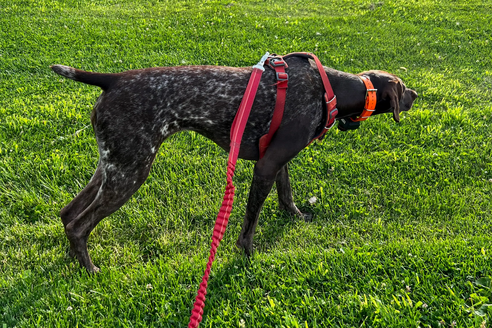 Dog on point wearing Ruffwear Front Range Dog Harness