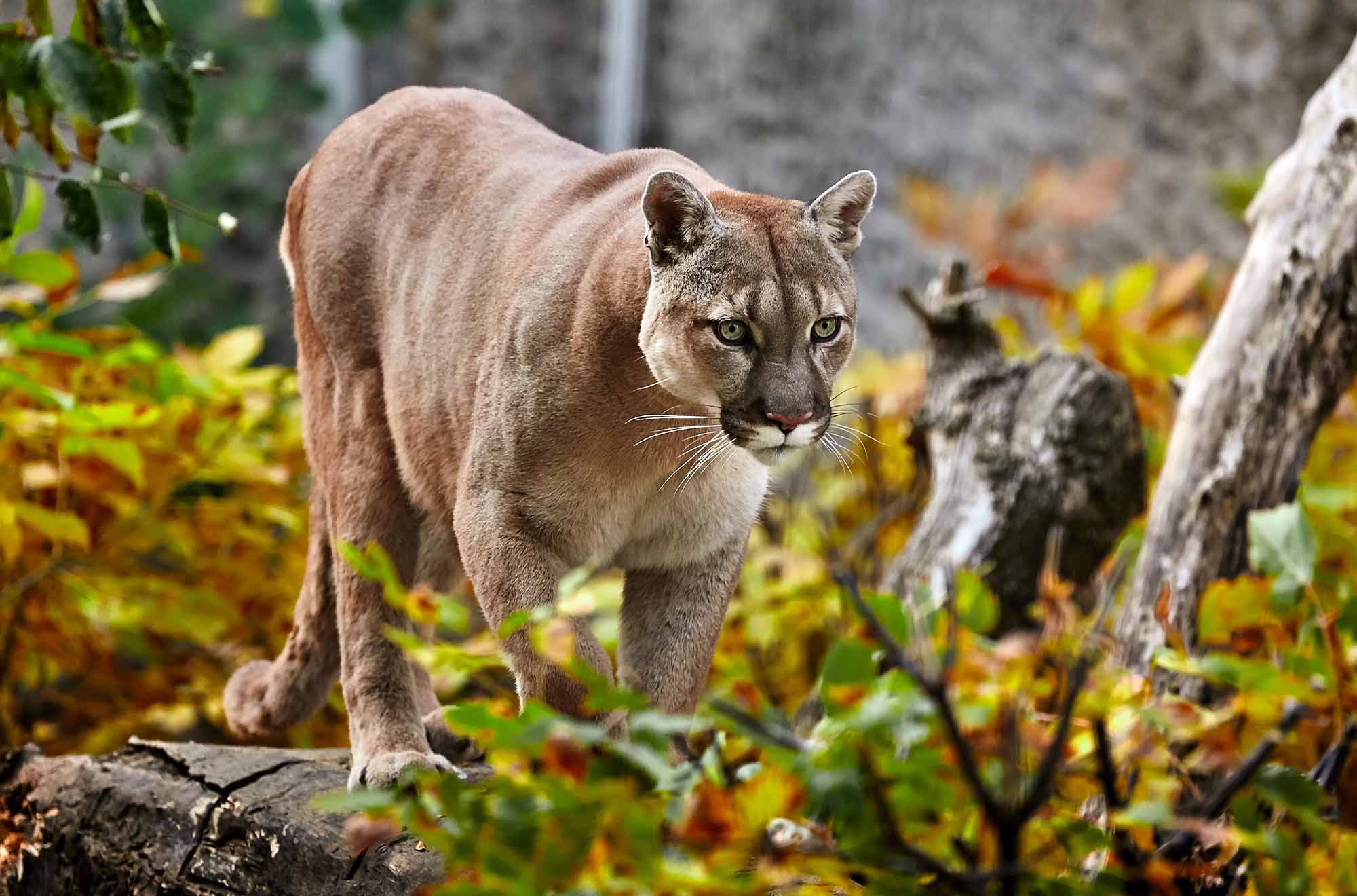 Portrait,Of,Beautiful,Puma,In,Autumn,Forest.,American,Cougar