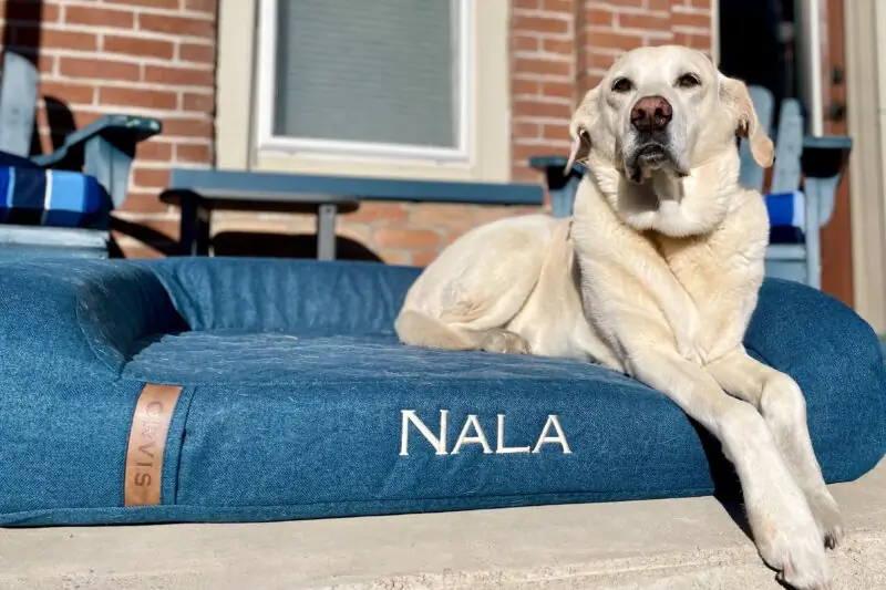 The Best Dog Beds of 2025