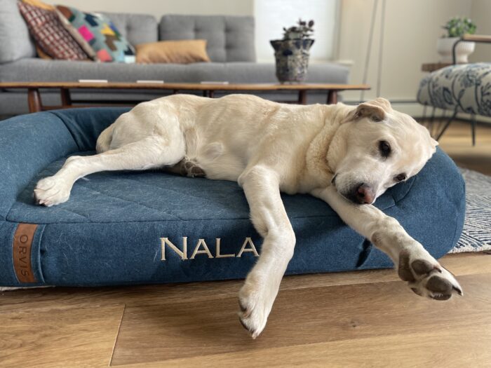 best dog beds Orvis Recovery Zone Couch Bed