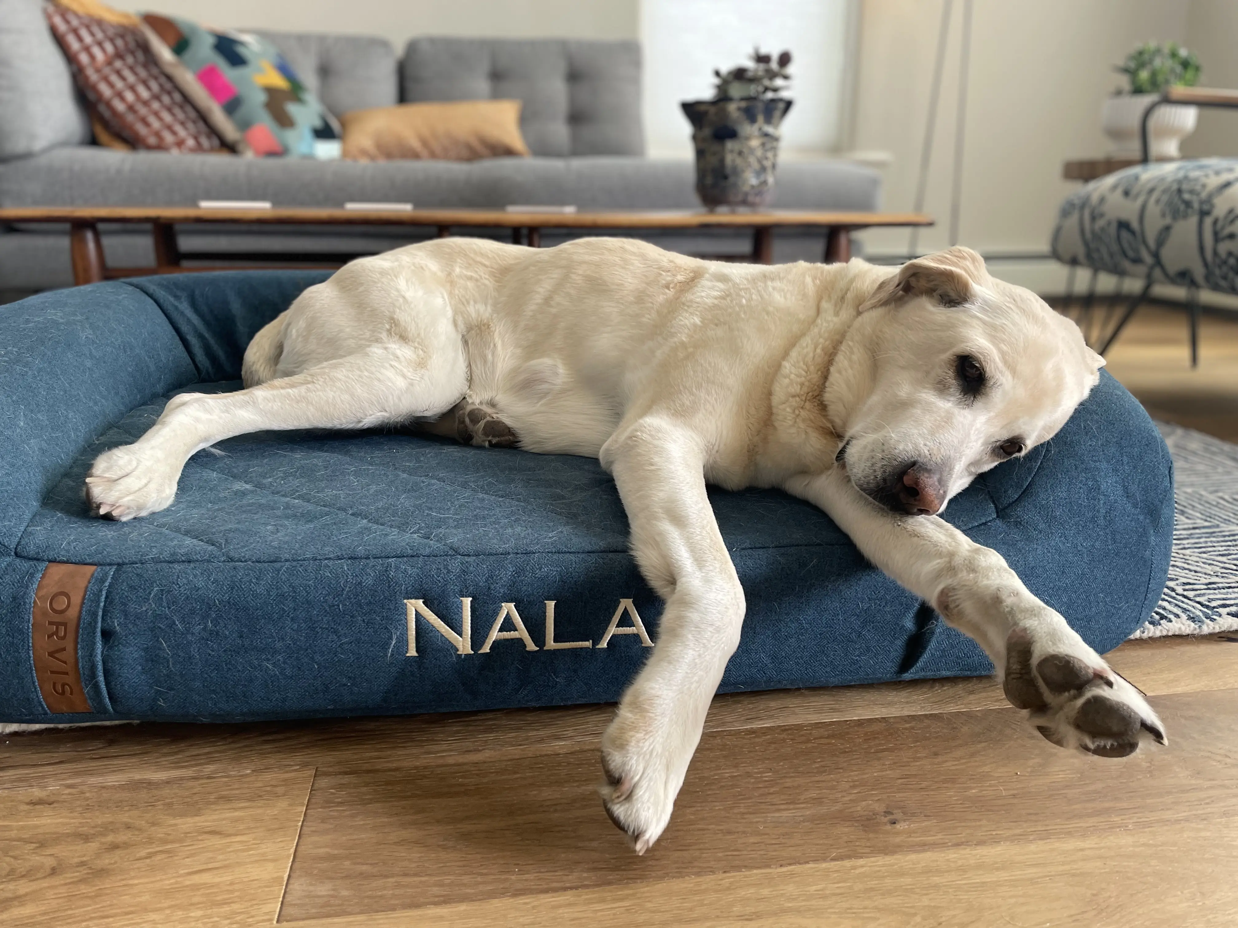 best dog beds Orvis Recovery Zone Couch Bed