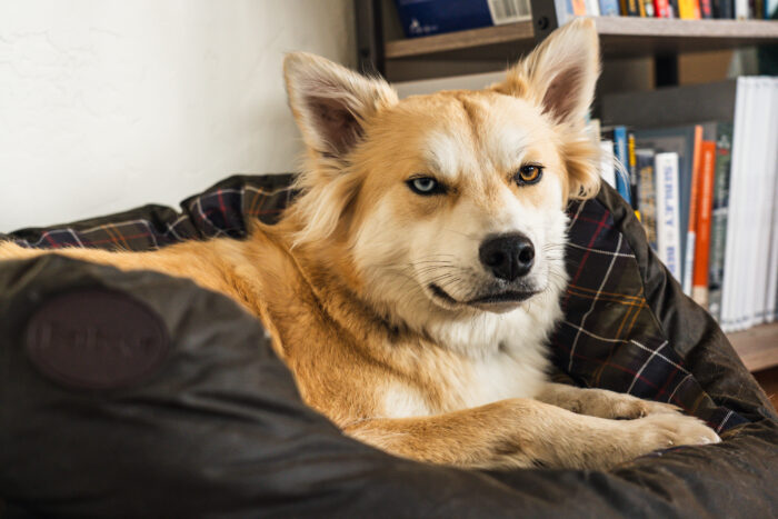 best dog beds Barbour dog bed