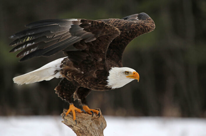 bald eagle
