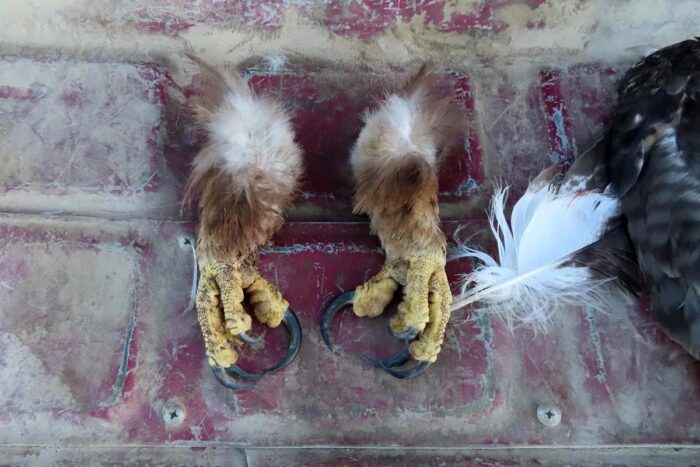 eagle feet