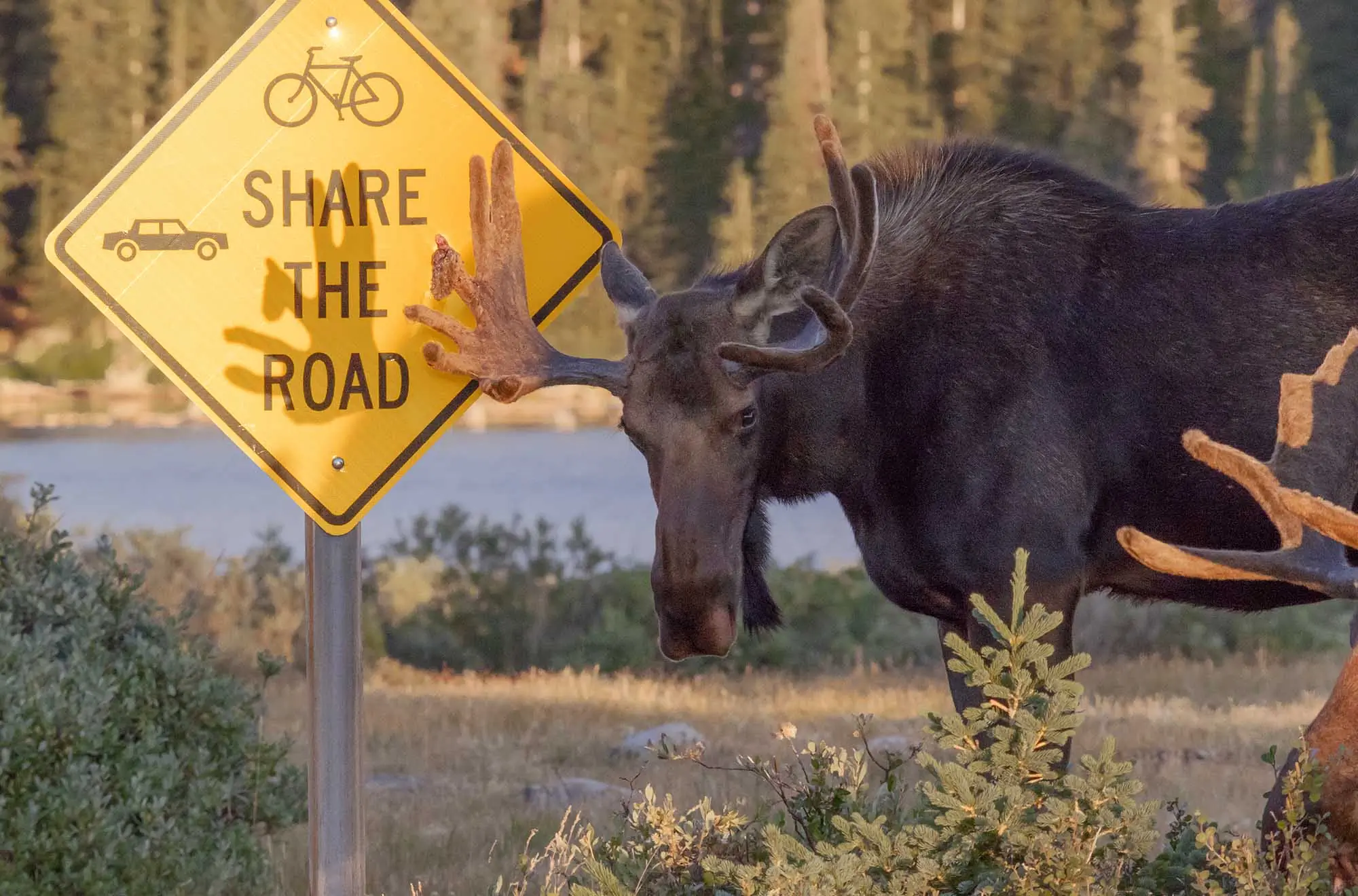 Moose on the Loose: Colorado Parks & Wildlife Issues Warning After 6 Incidents