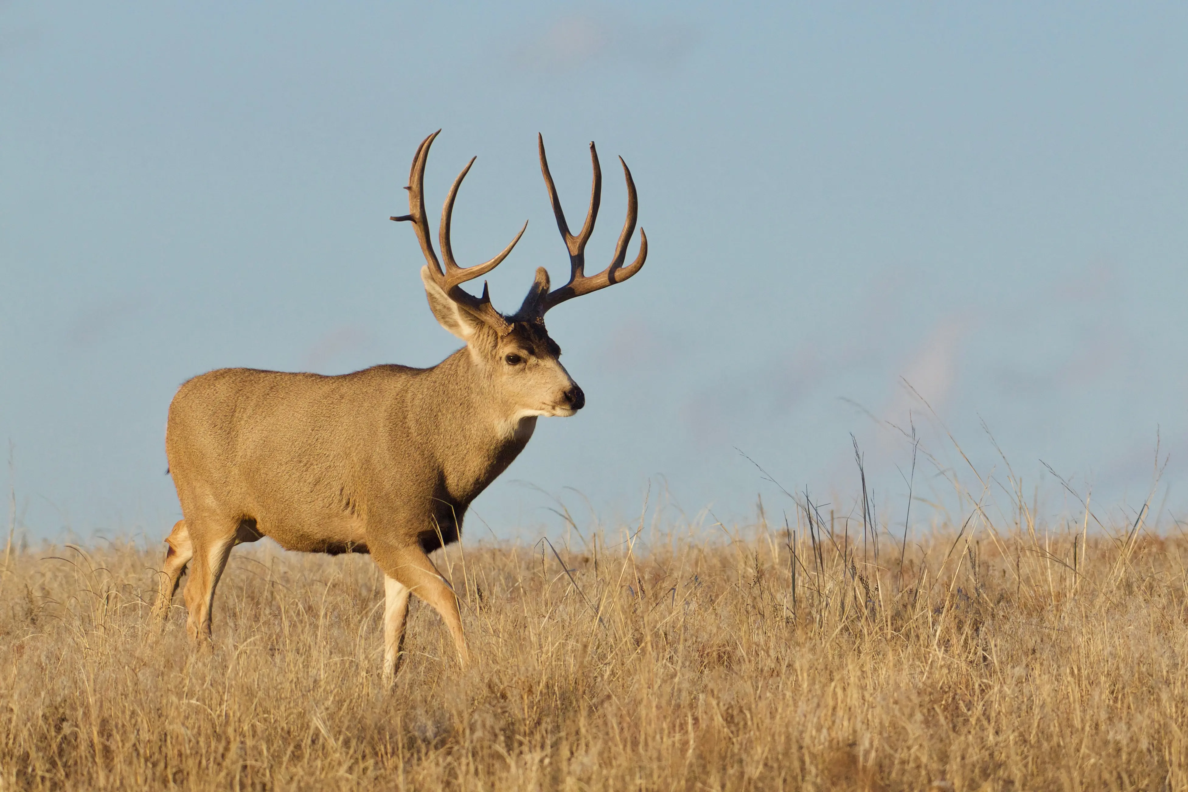 Mule Deer Buck