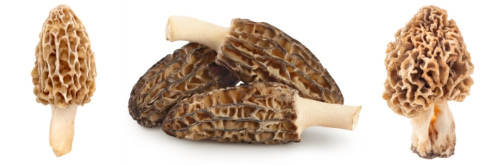 Types of Morel Mushrooms