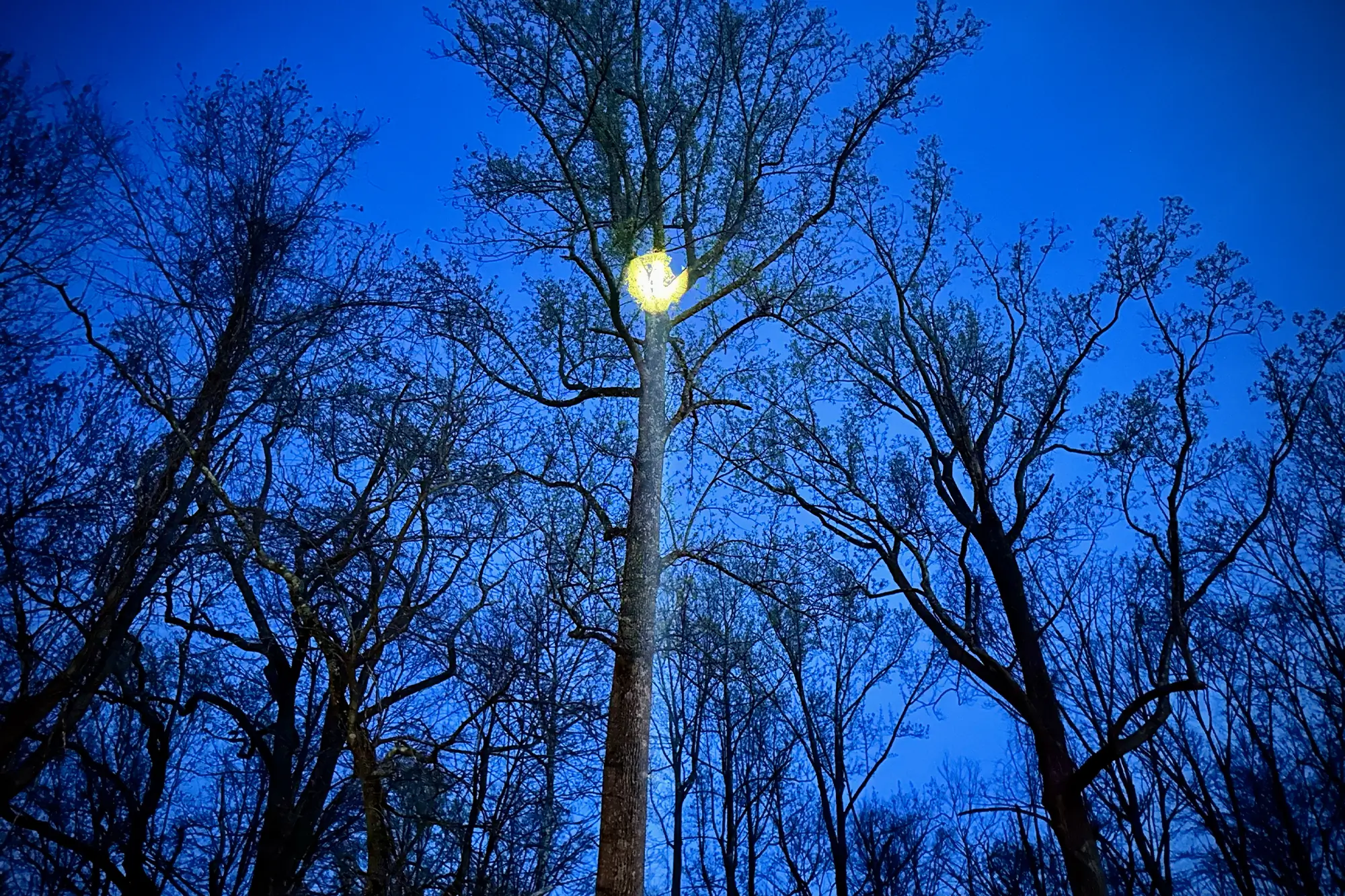 acebeam terminator m1 flashlight pointing light to the tree so it looks like a moon