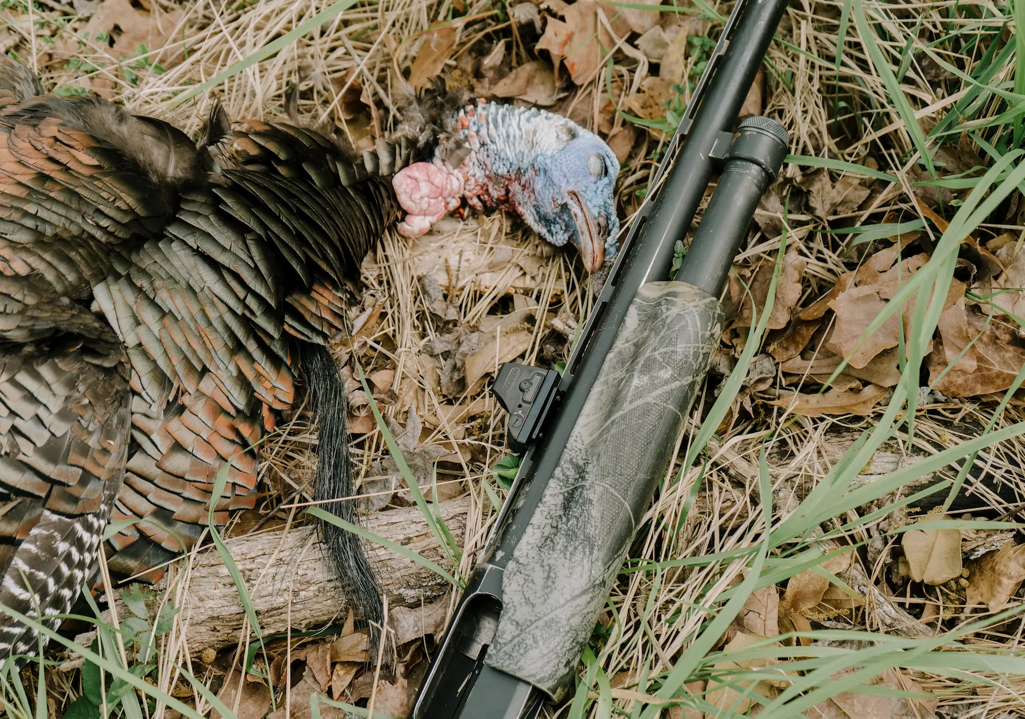 Holosun HE508T X2 with Successfully hunted turkey