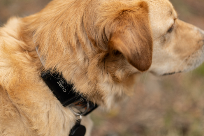 best dog GPS trackers