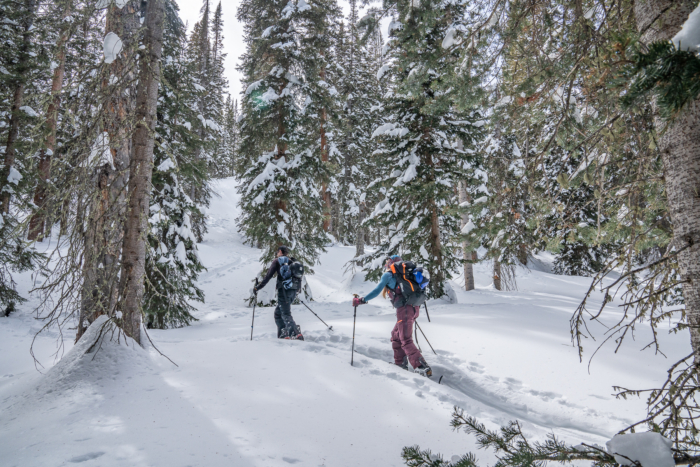 two splitboarders skinning uphill through tight woods 