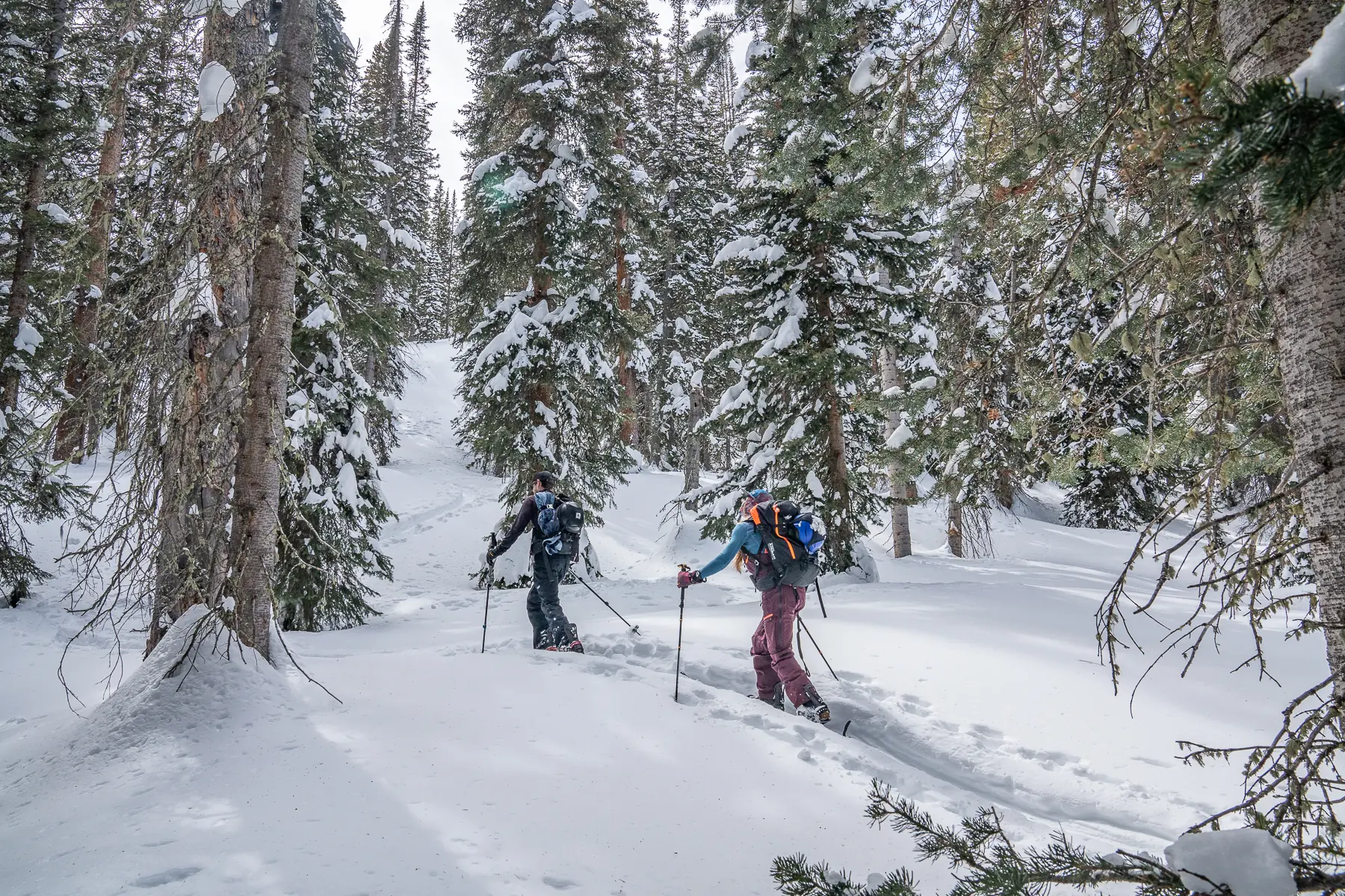 two splitboarders skinning uphill through tight woods