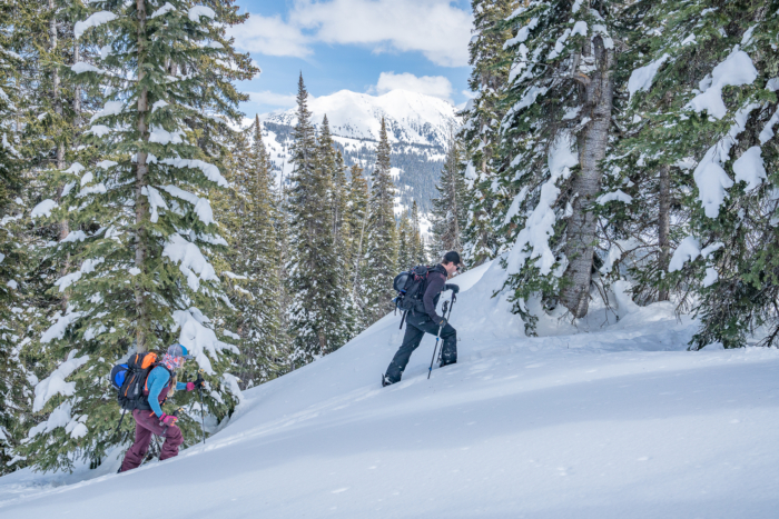 two backcountry splitboarders skinning uphill through forest 