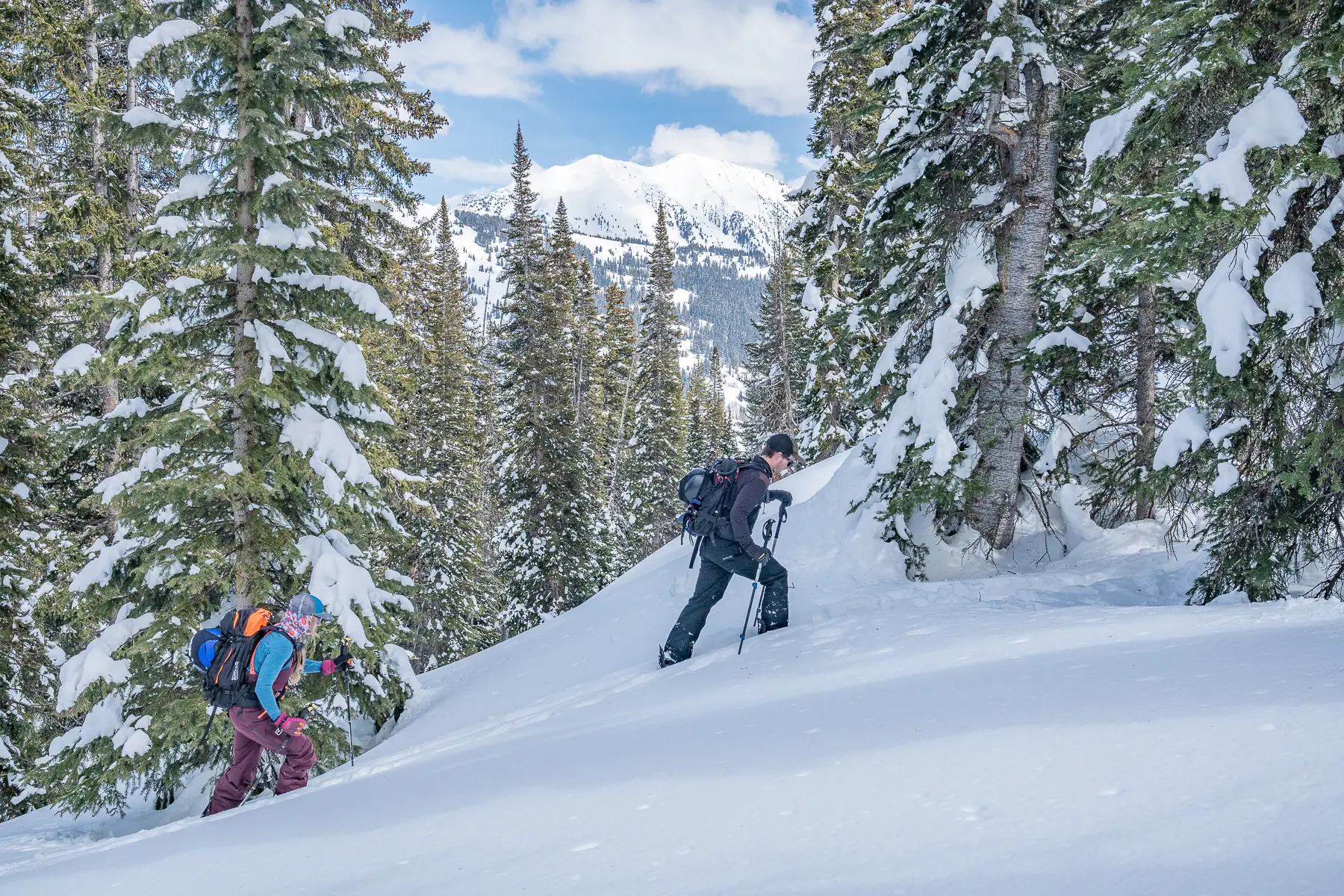 two backcountry splitboarders skinning uphill through forest