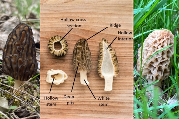 Morel Mushroom Identification