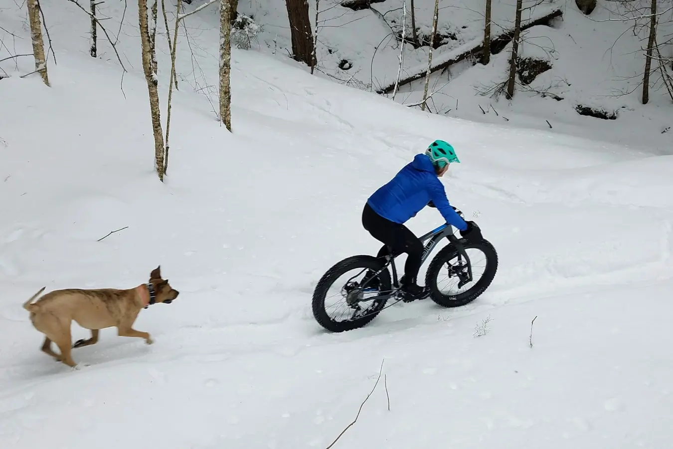 Berne Broudy testing fat tire bikes on a snowy trail with her dog