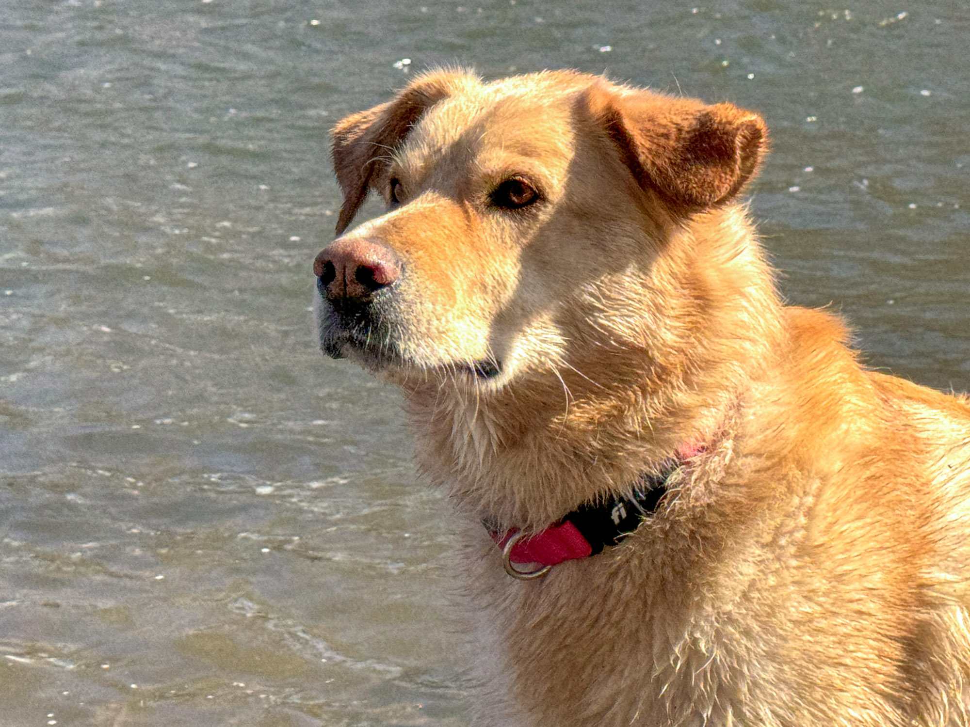 Our top pick, the Fi Series 3 Smart Collar is lightweight and functional;  (photo/Carolyne Whelan)