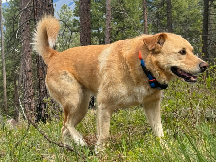 best dog GPS trackers