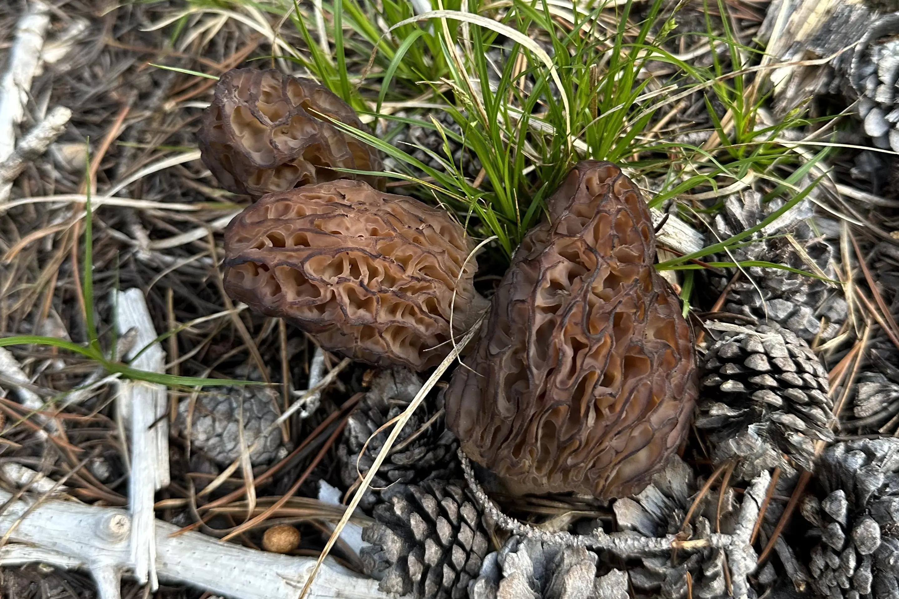 Morel Mushrooms