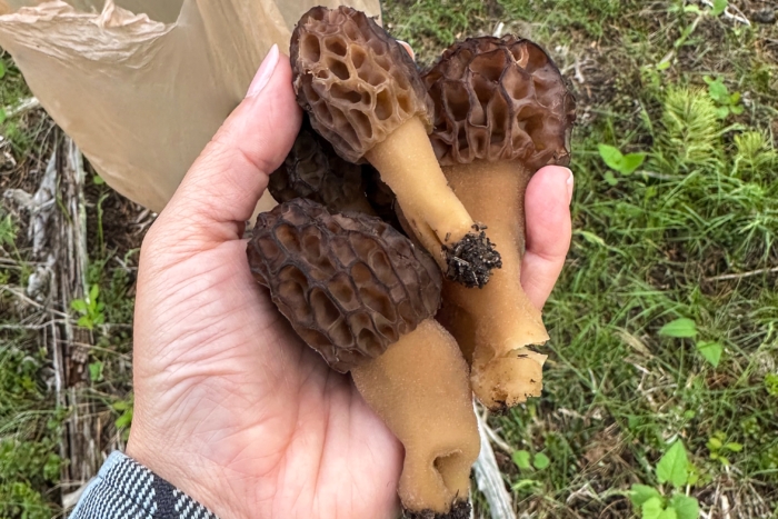 Morels